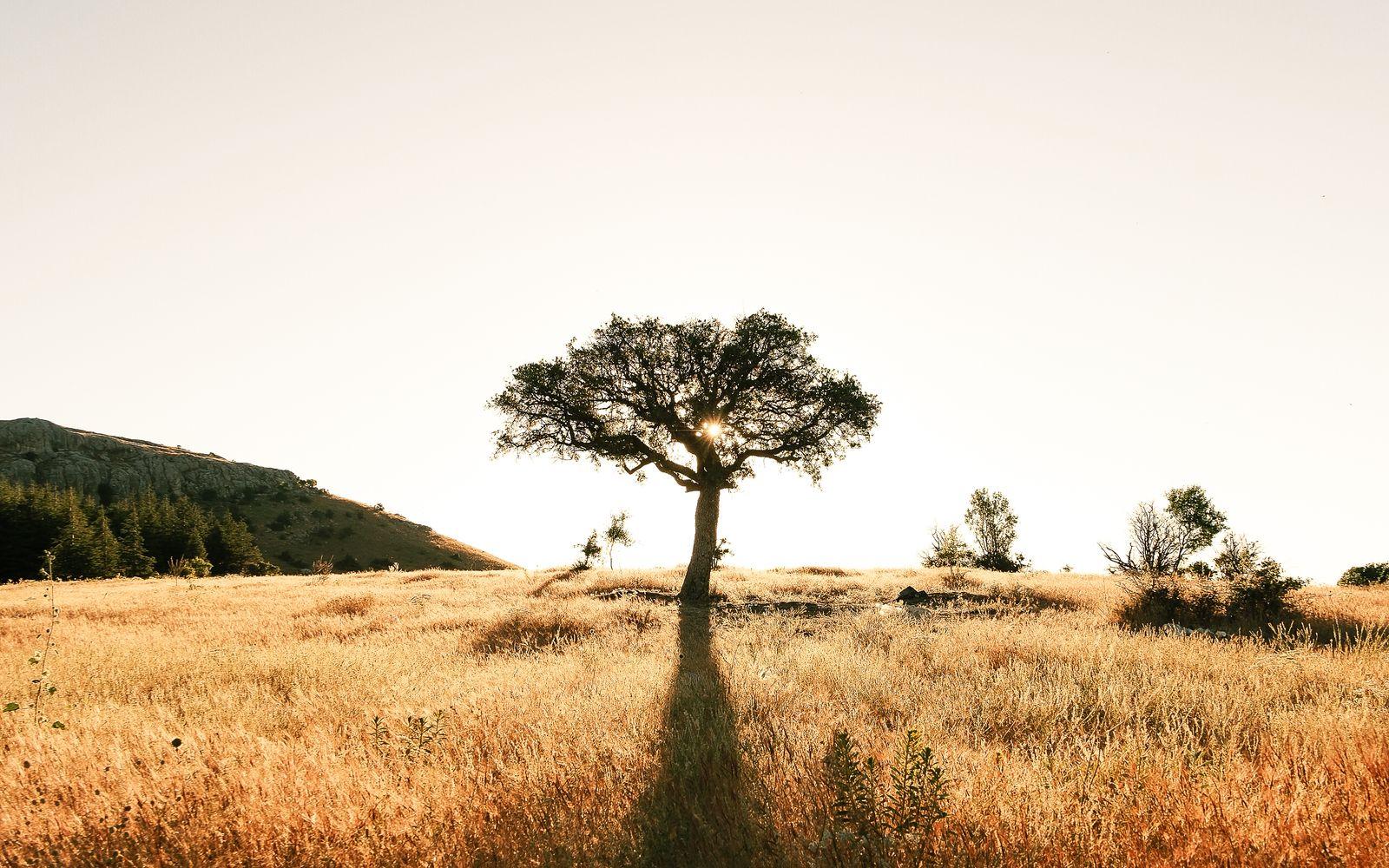 Einzelner Baum in goldener Wiese im Morgenlicht – Sinnbild für langfristiges Wachstum